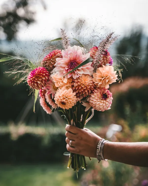 Une main tend une brassée de dahlias pêche et rose, cueillis au jardin