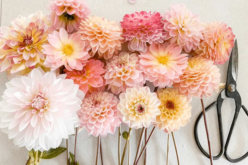 Des dahlias pêche et blancs posés sur le plan de travail, à côté d’un sécateur noir